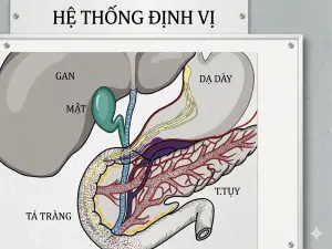 6 Vị Trong Dinh Dưỡng Cân Bằng Năng Lượng Phạm Tám (2)